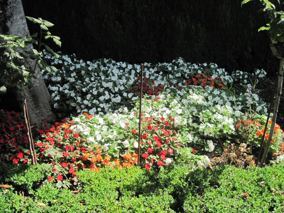 76- Un angolo fiorito del giardino